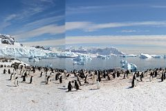 22D Panoramic View Of Gentoo Penguins On Cuverville Island With Mount Tennant, Anvers Island And Brabant Island On Quark Expeditions Antarctica Cruise